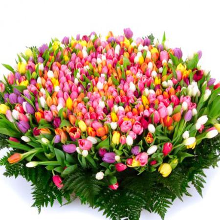Корзина из 501 разноцветного тюльпана
