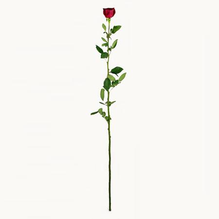 Высокие розы 160 см 101 шт
