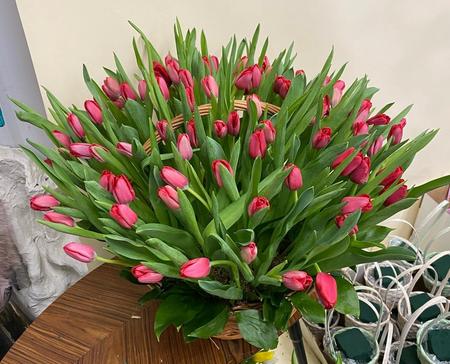 Корзина из 101 красного тюльпана «Начало весны»